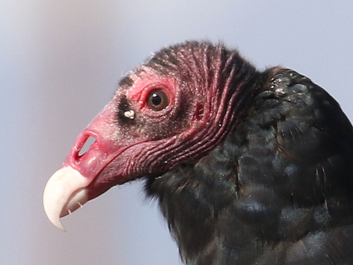 Turkey Vulture TUVU