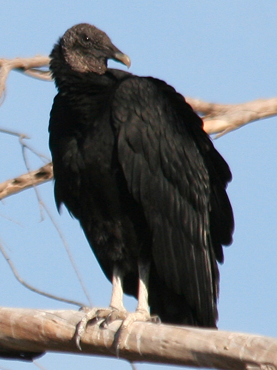 Black Vulture BLVU