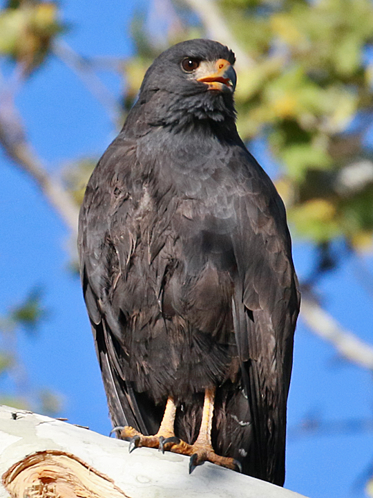 Common Black Hawk COBH