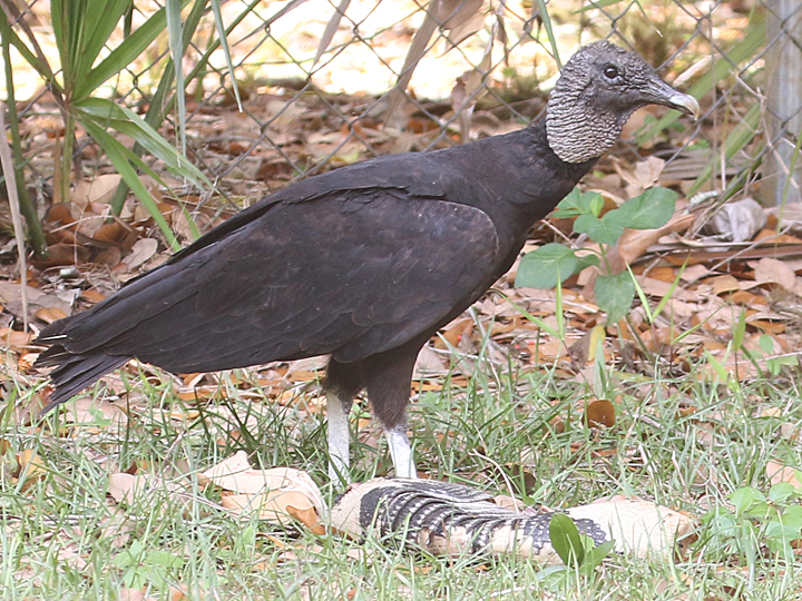 Black Vulture BLVU