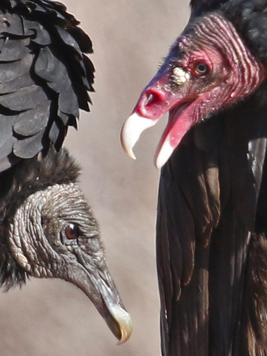 Black Vulture BLVU vs Turkey Vulture TUVU