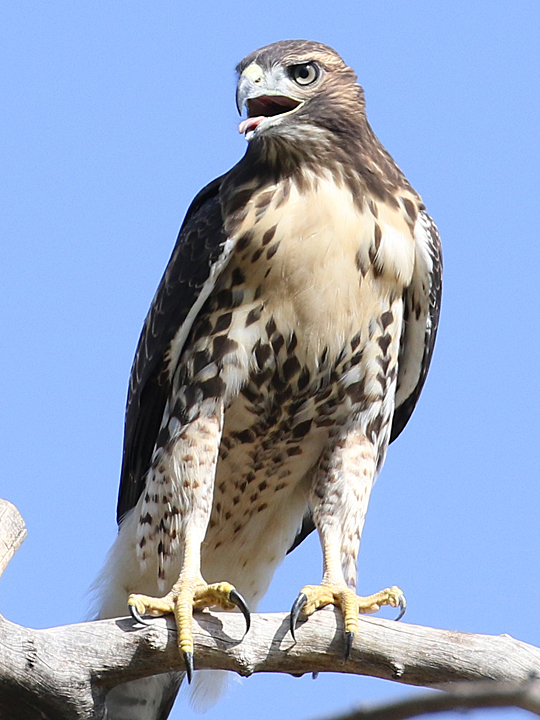 Red-tailed Hawk RTHA