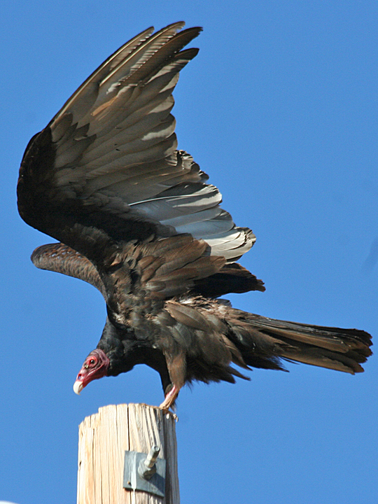 Turkey Vulture TUVU