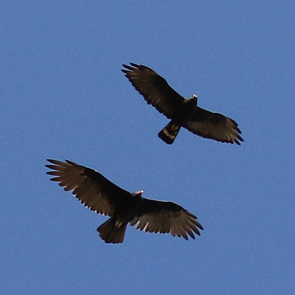 Zone-tailed Hawk V Turkey Vulture
