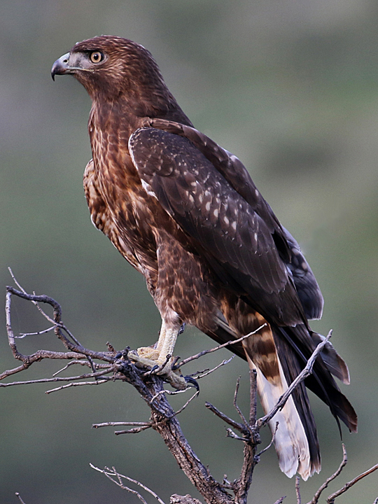 Red-tailed Hawk dark morph