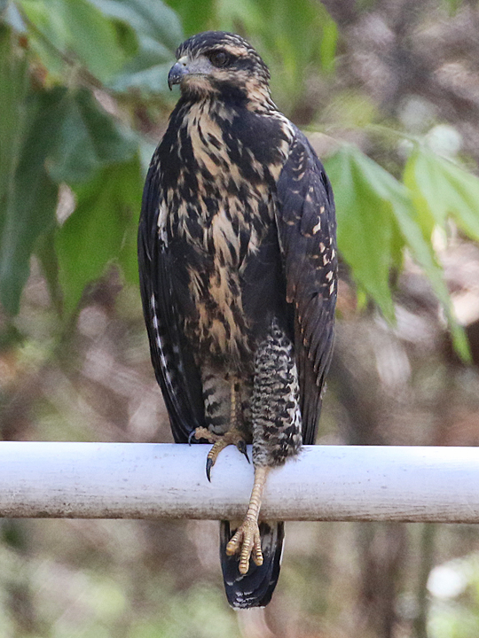 Common Black-Hawk juvenile