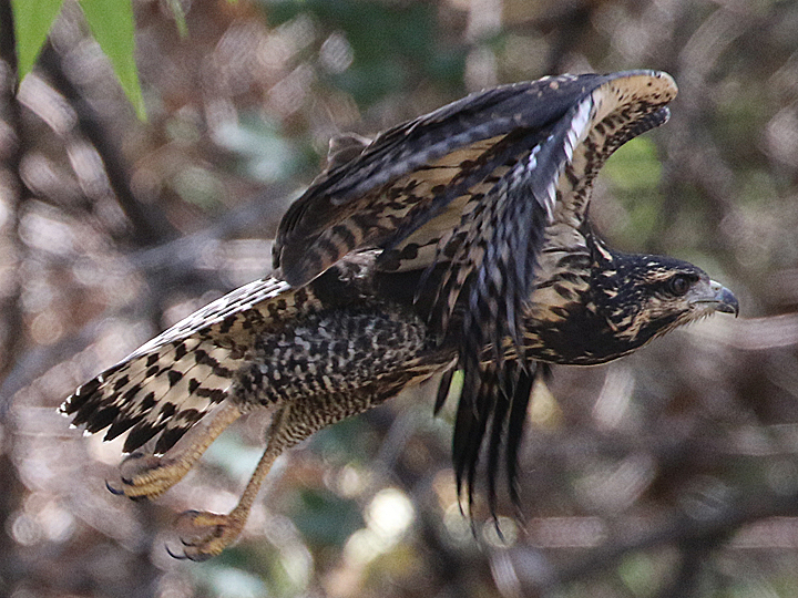 Common Black-Hawk juvenile