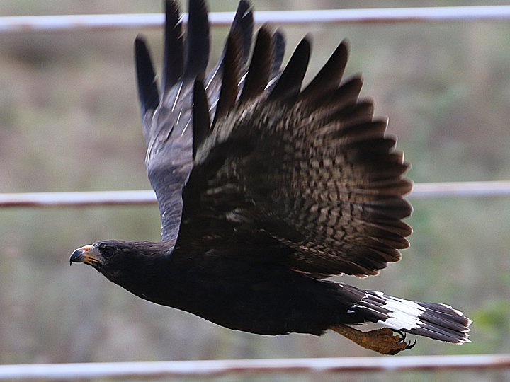 Common Black-Hawk COBH