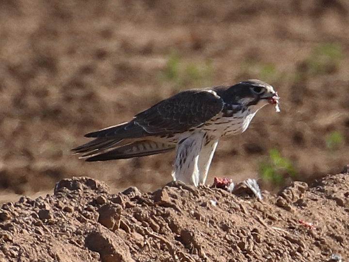 Prairie Falcon PRFA