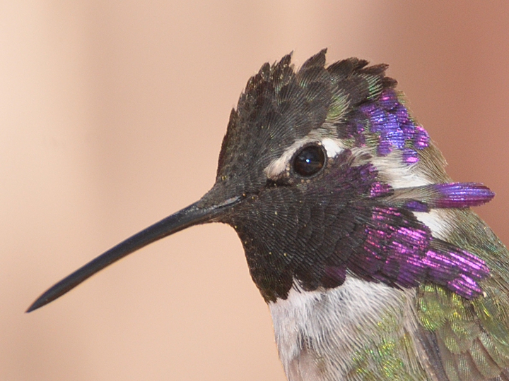 Costa’s Hummingbird COHU