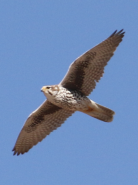 Prairie Falcon PRFA