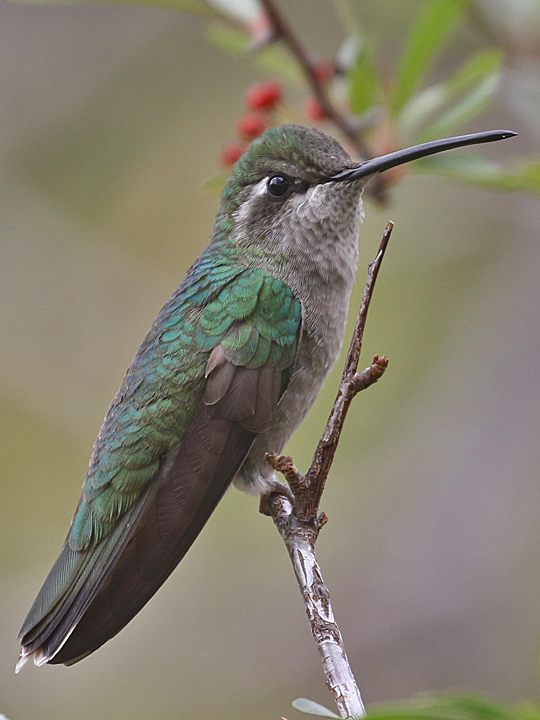 Rivoli's Hummingbird RIHU