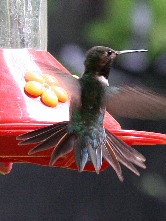 Broad-tailed Hummingbird BTAH
