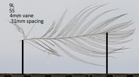 Black-chinned Hummingbird BCHU barb spacing