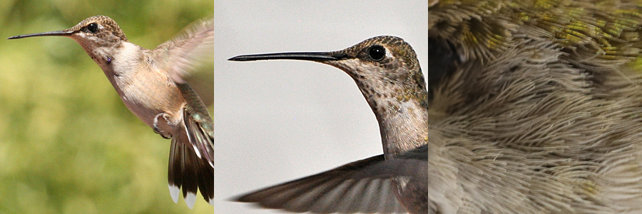 Black-chinned Hummingbird --- BCHU