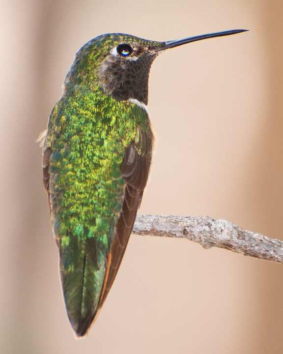 Broad-tailed Hummingbird tail