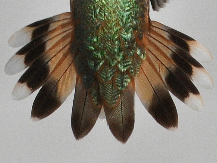 Rufous Hummingbird HYF