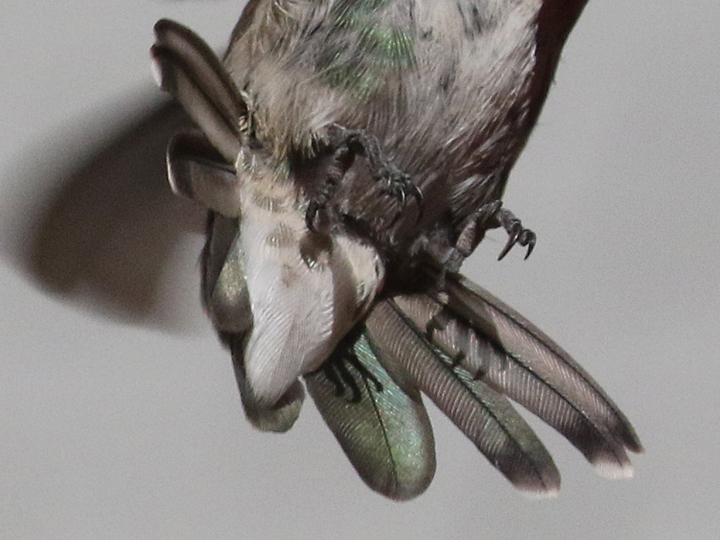 Costa's Hummingbird COHU