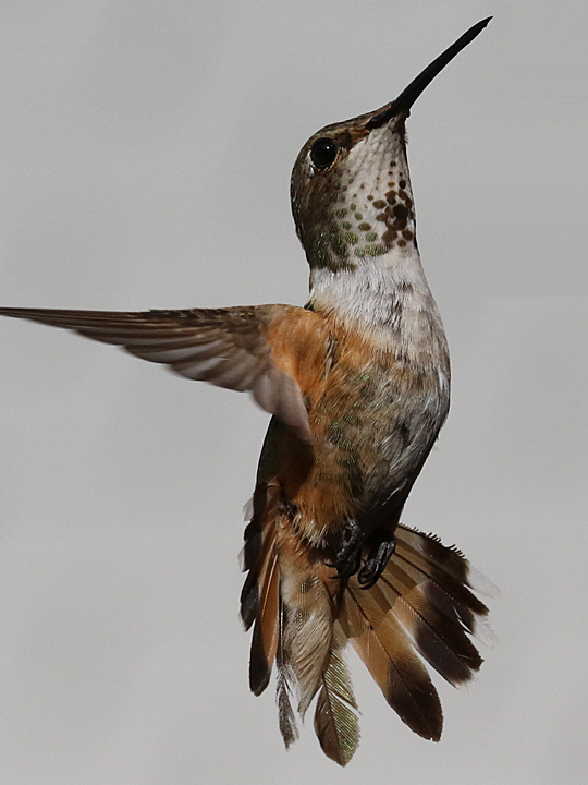 Allen's Hummingbird female ALHU