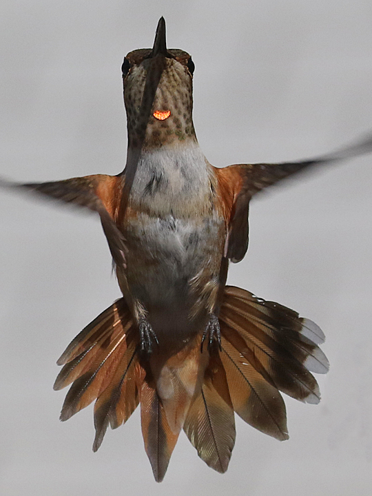 Rufous Hummingbird RUHU