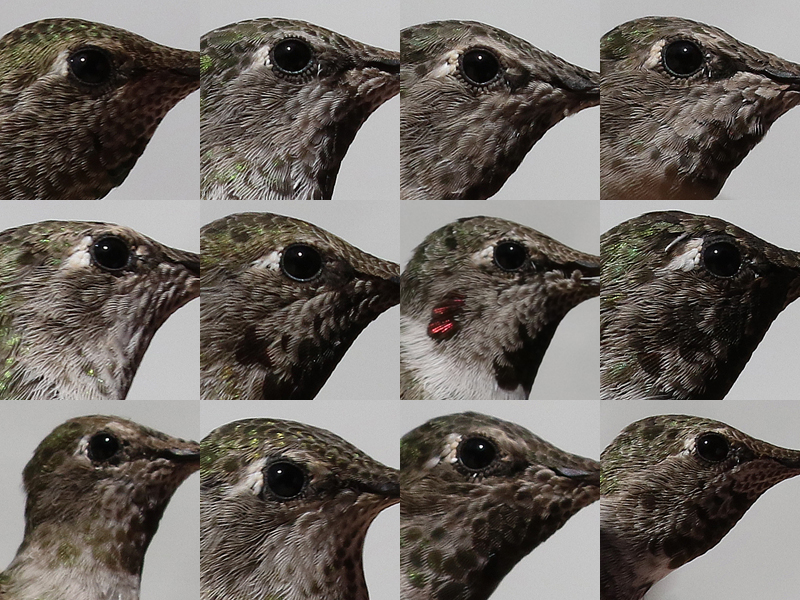 Hummingbird Census July 2015
