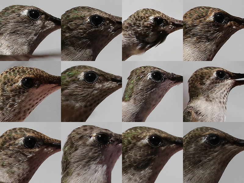 Hummingbird Census 2015