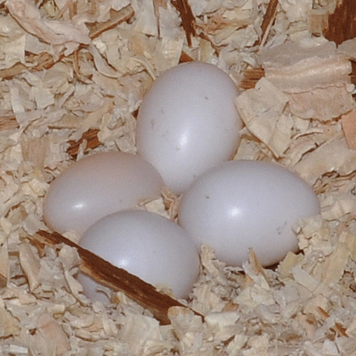 Gila Woodpecker eggs in a nest box