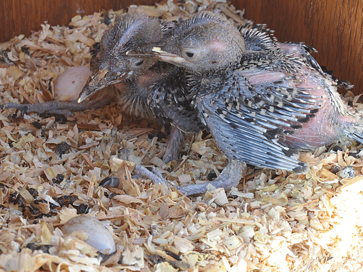 Gila Woodpecker chicks