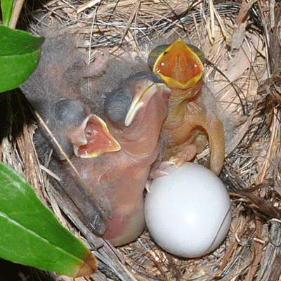 Parasitized Abert's Towhee Nest