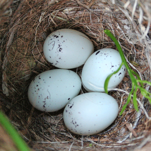 Abert's Towhee nest