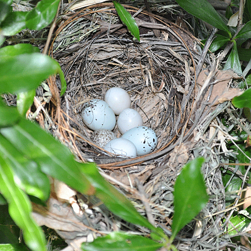 Parasitized Abert's Towhee nest