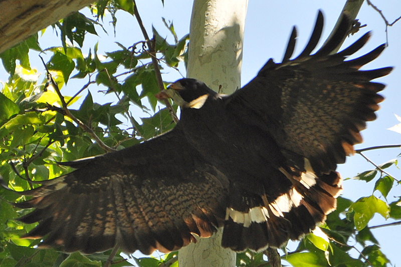 Common Black-Hawk adult male