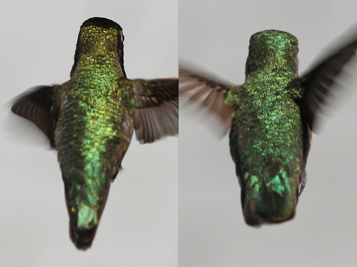 Anna's Hummingbird male (L) and female (R) backs