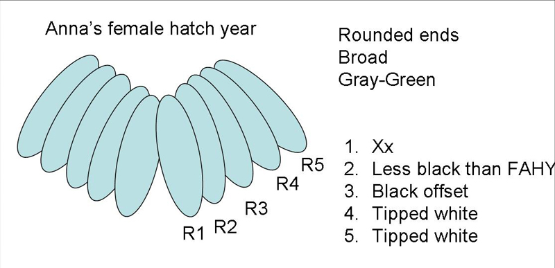 Anna's Hummingbird female hatch year ANHU F-HY diagram