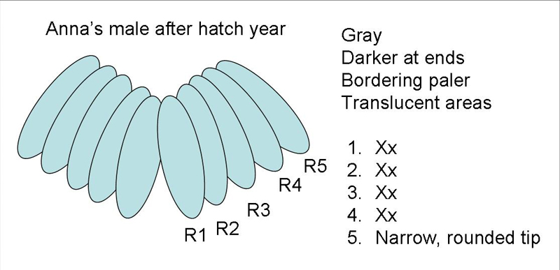 Anna's Hummingbird male after hatch year tail diagram