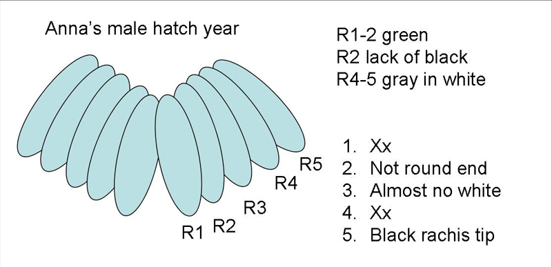 Anna's Hummingbird male hatch year tail diagram