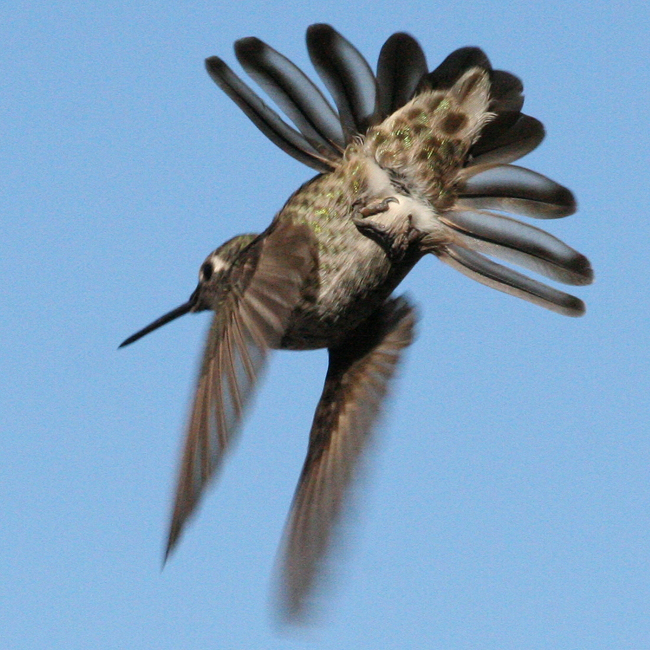 ANHU male tail