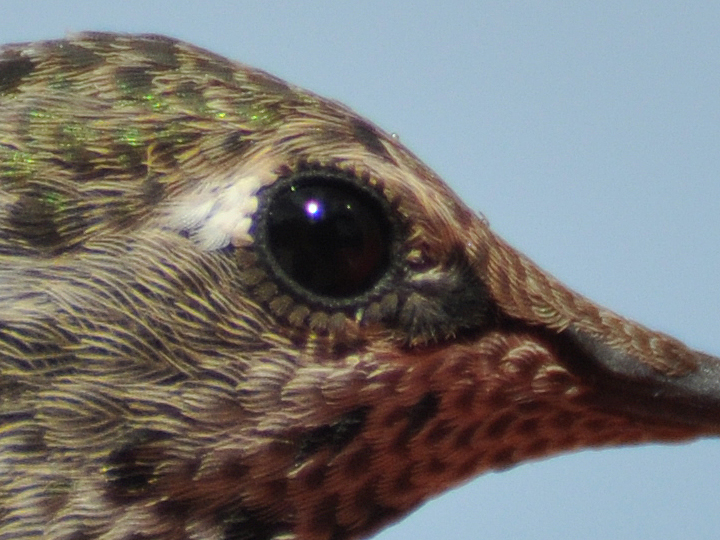Anna's Hummingbird eyelashes