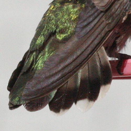 Anna's Hummingbird female hatch year tail