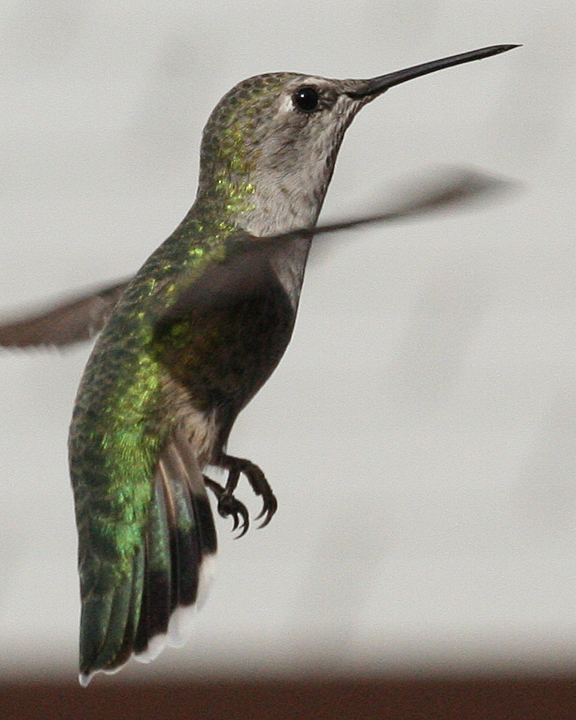 Anna's Hummingbird female hatch year