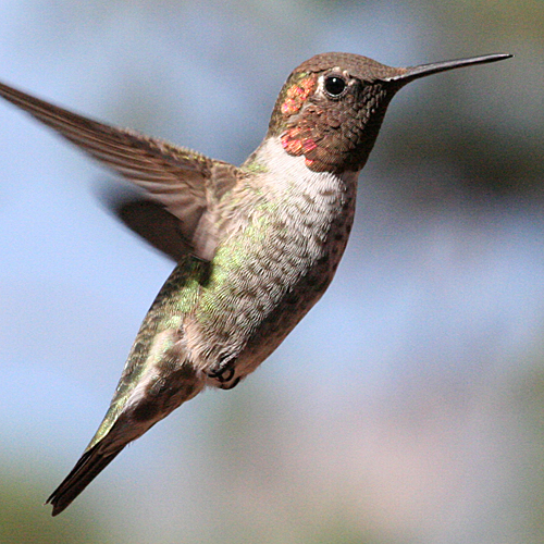 Anna's Hummingbird male after hatch year
