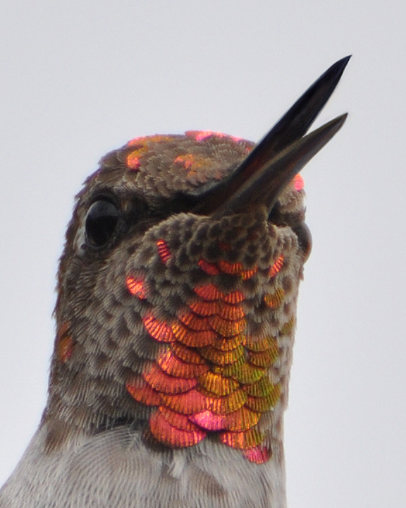 Anna's Hummingbird male hatch year