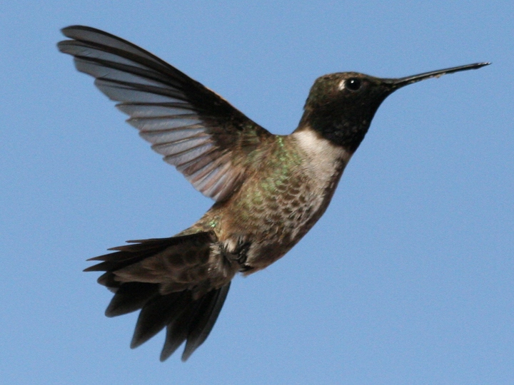 Black-chinned Hummingbird male after hatch year