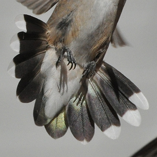 Black-chinned Hummingbird female hatch year