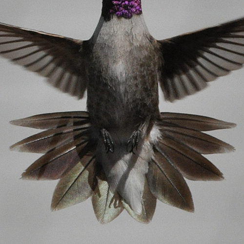 Black-chinned Hummingbird male after hatch year