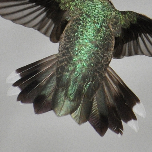 Black-chinned Hummingbird male hatch year