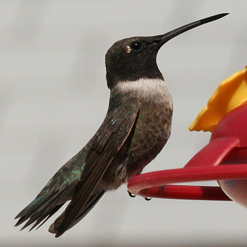Black-chinned Hummingbird tail