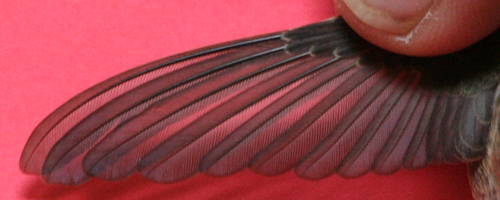 Black-chinned Hummingbird wing