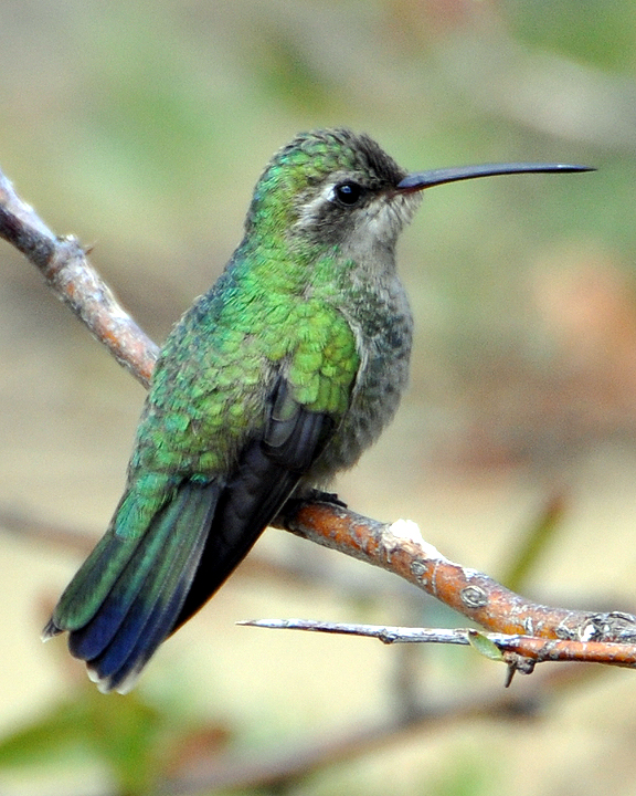 Broad-billed Hummingbird Female