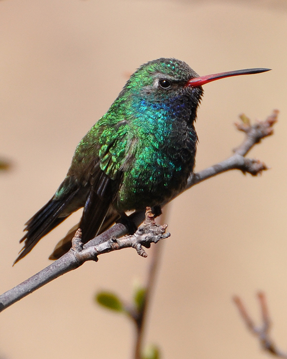 Broad-billed Hummingbird Male